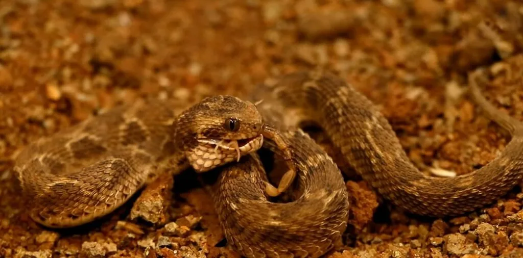 Top 10 Deadliest Snakes Saw-scaled Viper