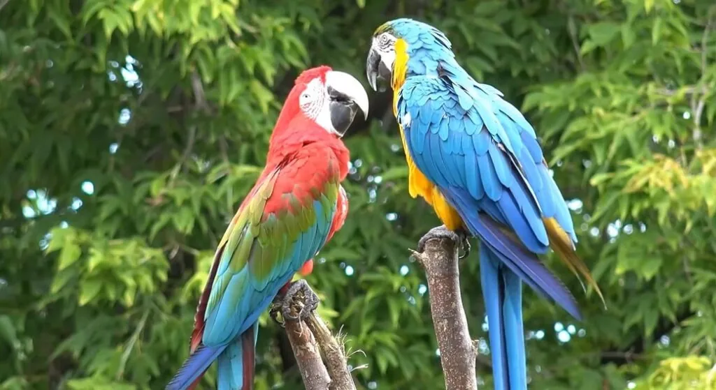 beautiful animal Scarlet Macaw - most beautiful animals in the world