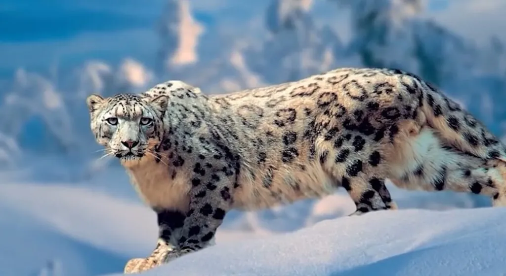 most beautiful animal Snow Leopard