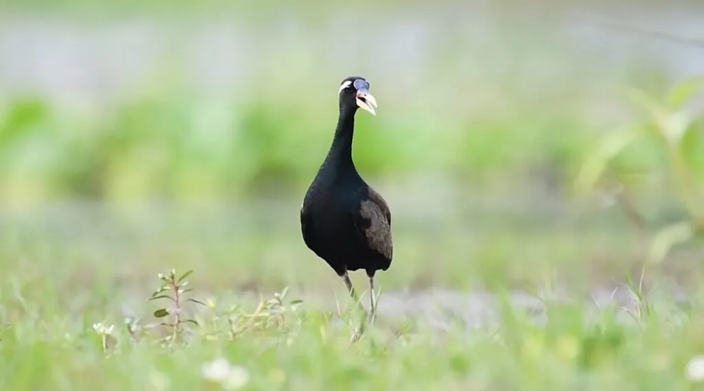 The Jacana Bird A Complete Guide to Their Habitat and Habits