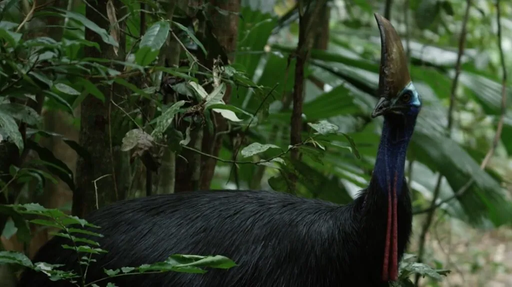 Cassowary pictures