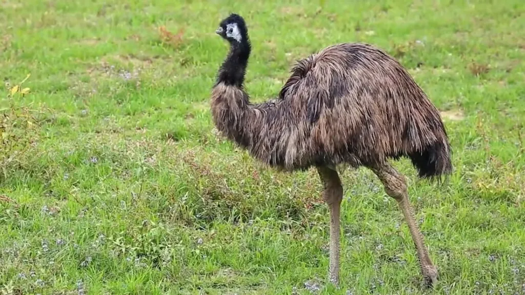Emu pictures