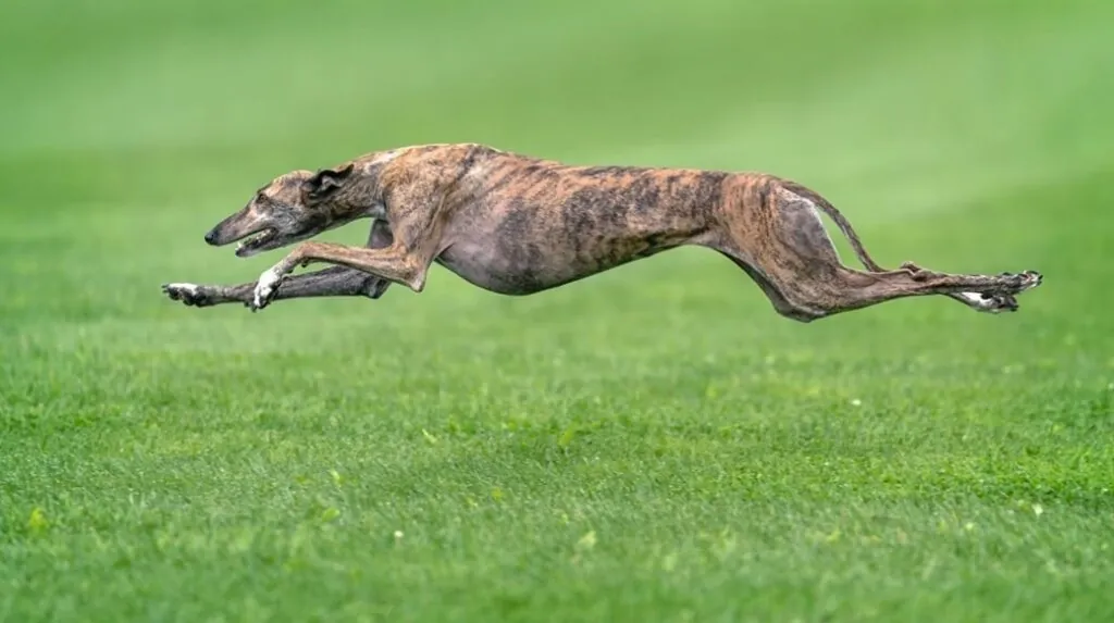 Top 10 Fastest Dogs in the World Greyhound