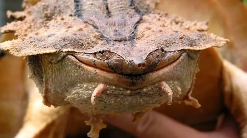 Top 10 Ugliest Animals in the World: Matamata Turtle
