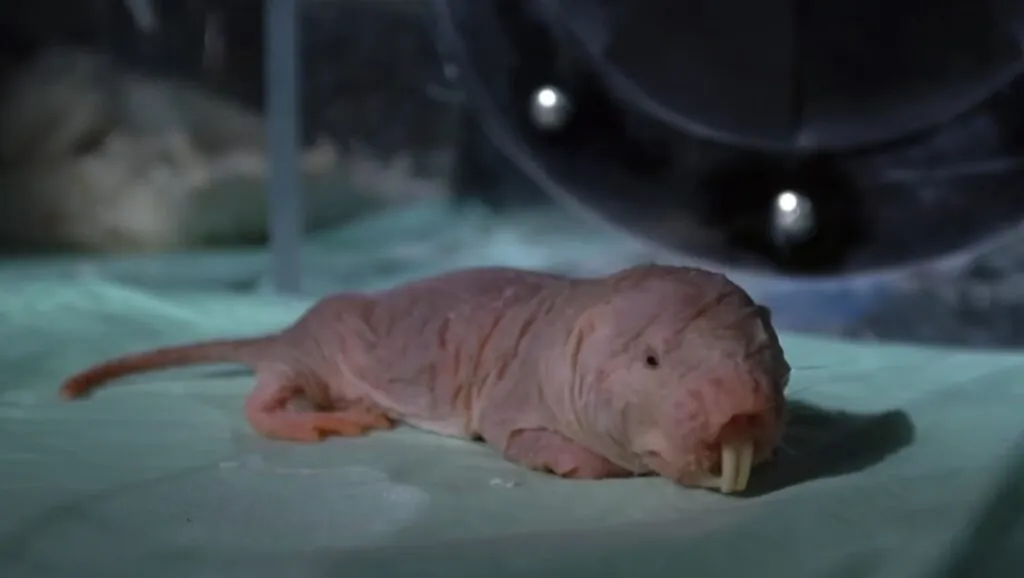 Top 10 Ugliest Animals in the World Naked Mole-Rat