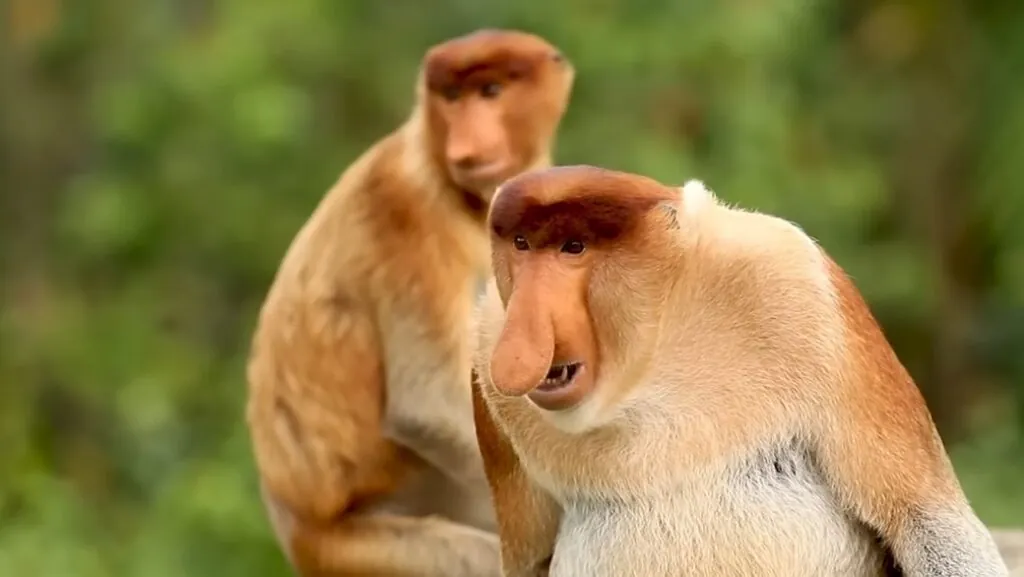 Top 10 Ugliest Animals in the World Proboscis Monkey