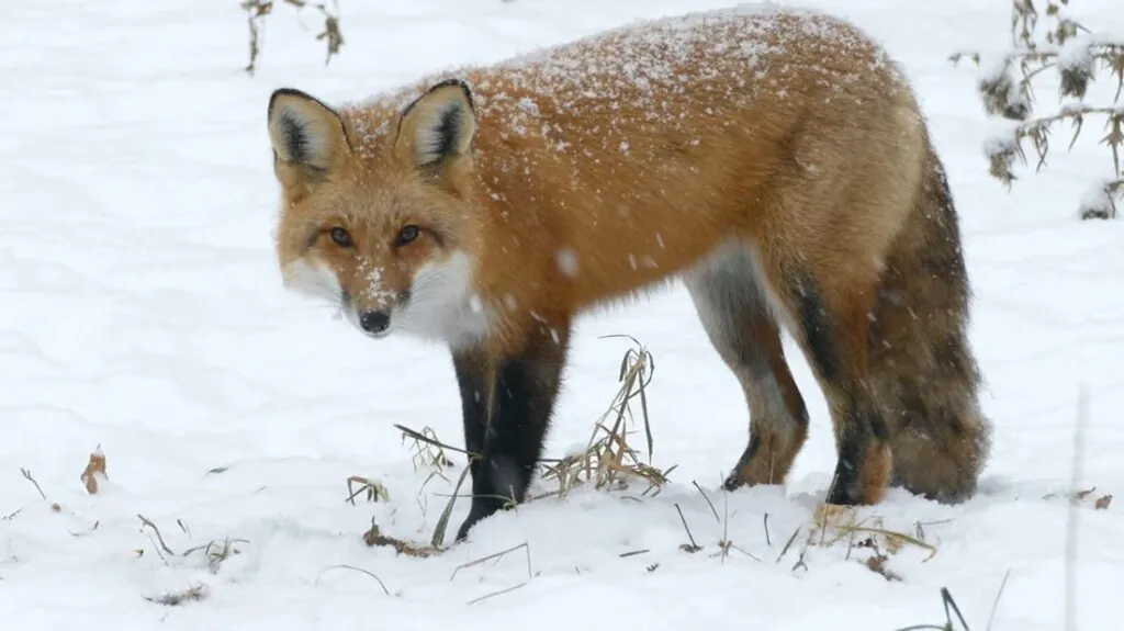 Red Fox pictures