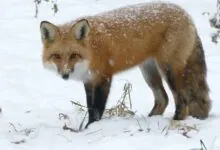 Red Fox pictures