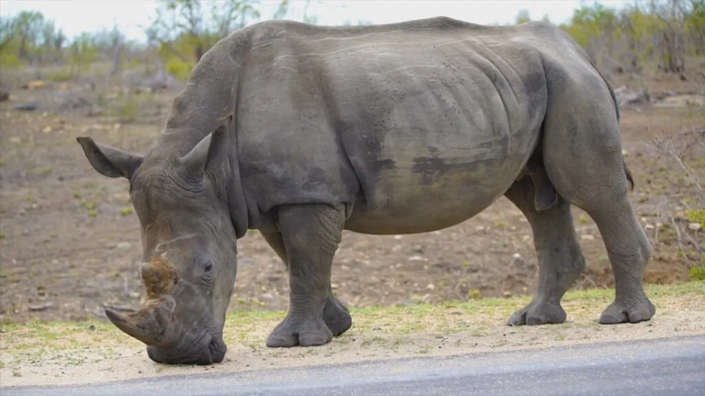 Rhinoceros pictures