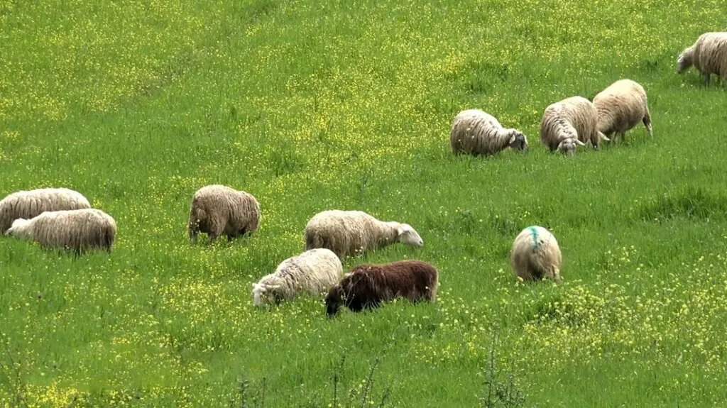 Sheep pictures