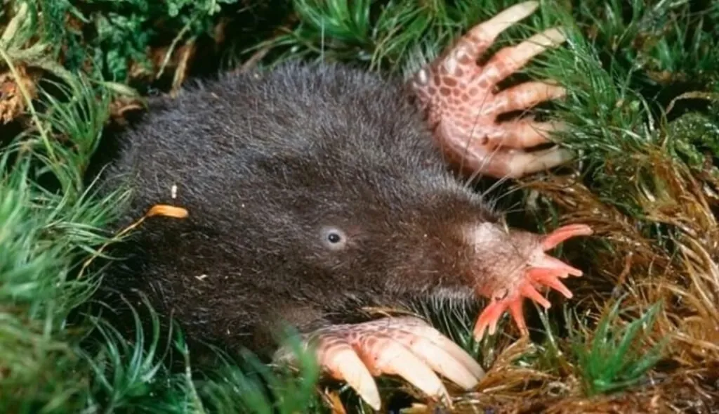 Top 10 Ugliest Animals in the World Star-nosed Mole