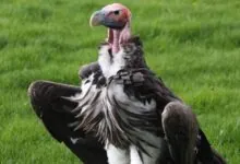 Vulture