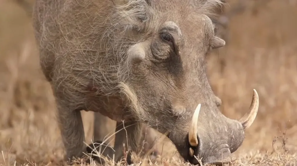 Top 10 Ugliest Animals in the World Warthog