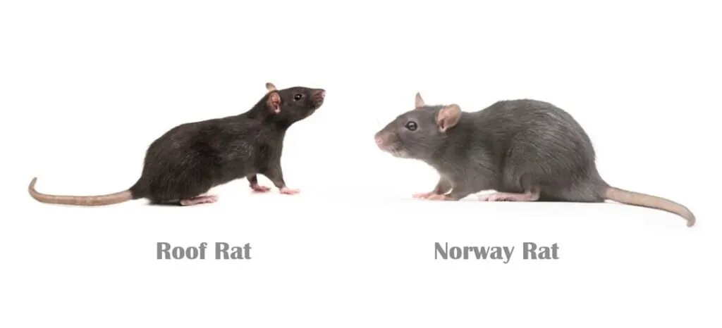 Norway Rat vs Roof Rat