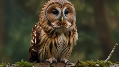 Tawny owl types