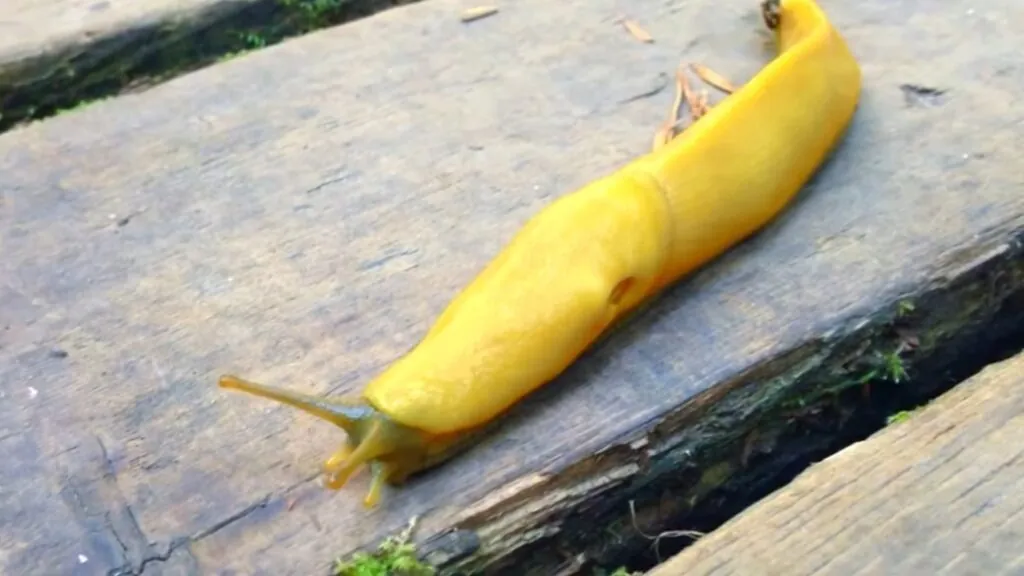 Banana slug- slowest animals in the world