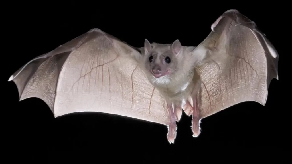 Bats-Top 10 animals that hibernate