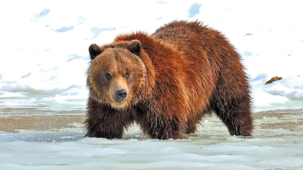 Bear-Top 10 animals that hibernate