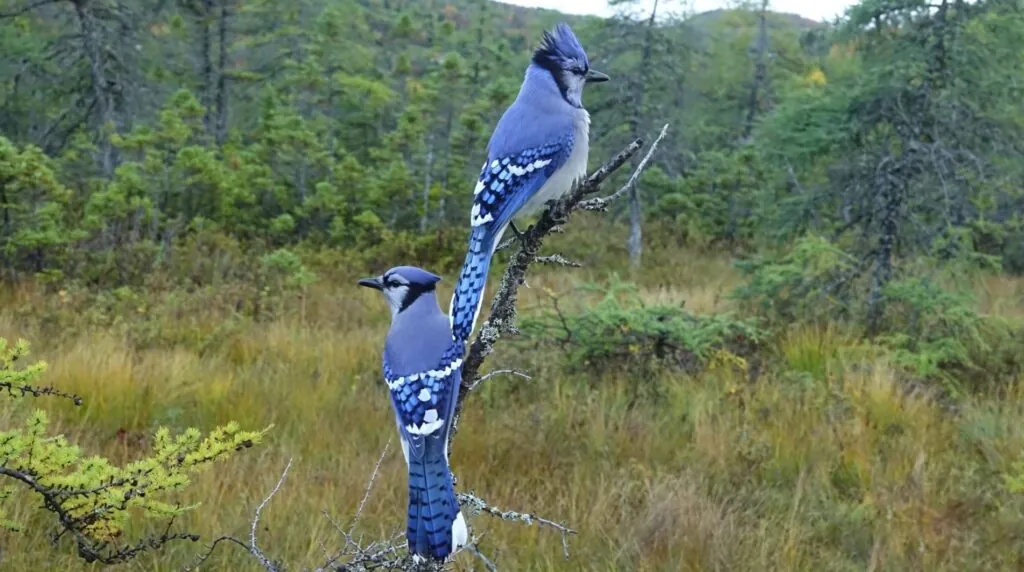 Blue jay-top 10 most beautiful birds in the world