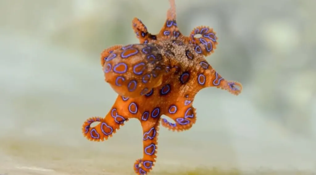 Blue-ringed octopus-most venomous animals on Earth