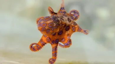 Blue-ringed octopus-most venomous animals on Earth