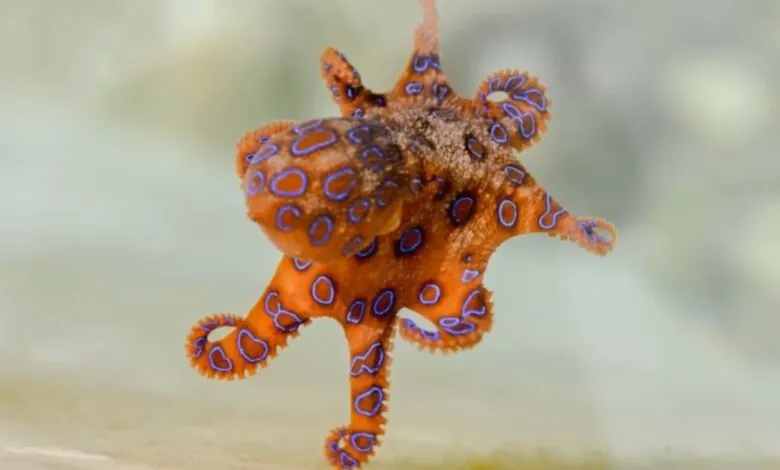 Blue-ringed octopus-most venomous animals on Earth