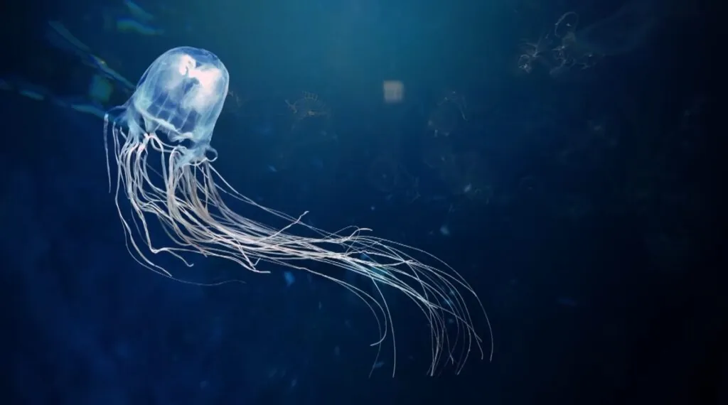 Box Jellyfish-most venomous animals on Earth