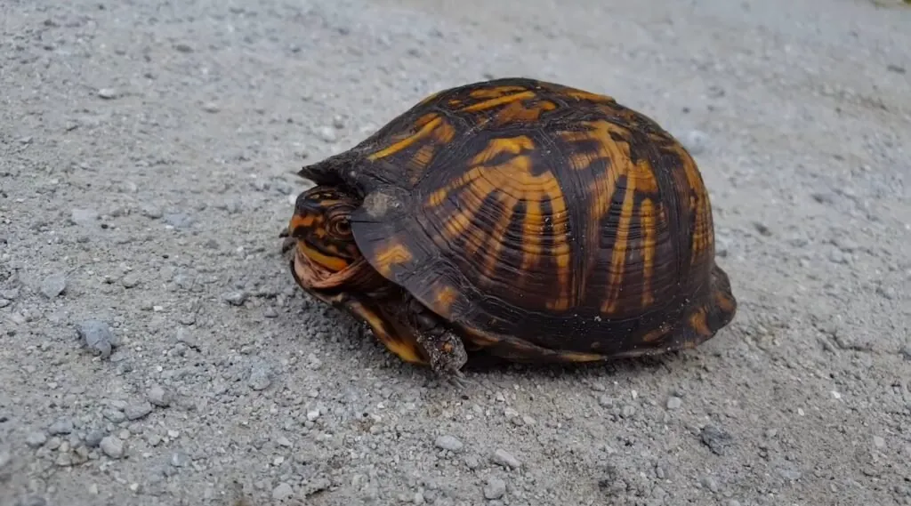 Box turtles-Top 10 animals that hibernate