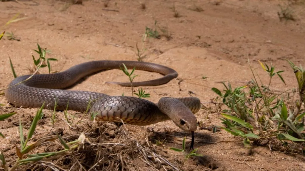 Coastal Taipan-most venomous animals on Earth