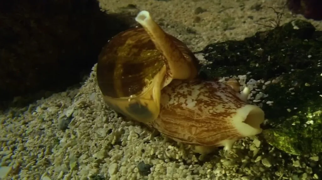 Cone Snail-most venomous animals on Earth