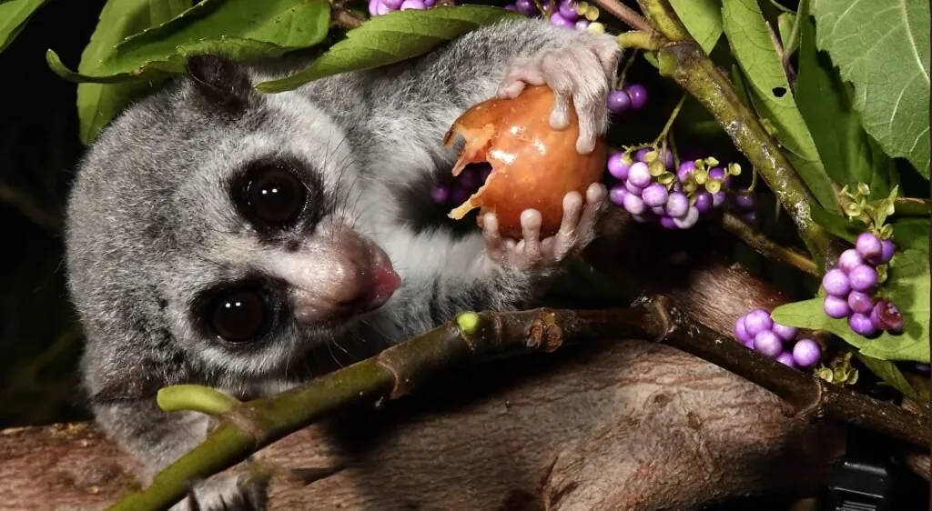 Fat tailed dward lemur-Top 10 hibernators