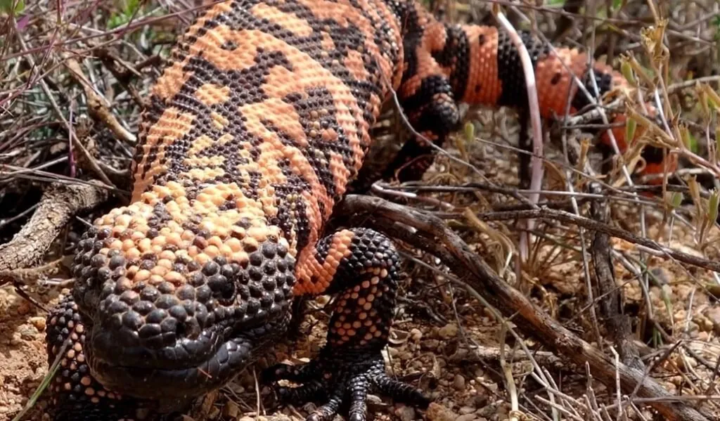 Gila monster-slowest animals n