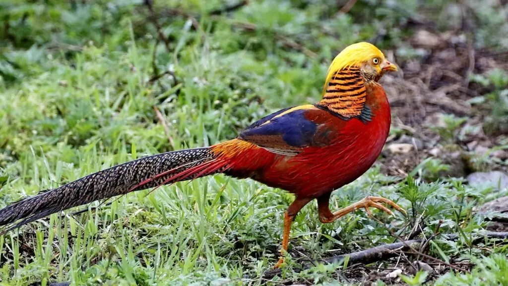 Gloden pheasant-top 10 most beautiful birds in the world