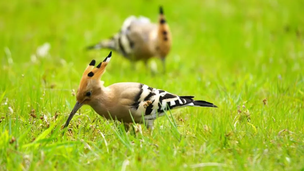 Hoopoe-top 10 most beautiful birds in the world