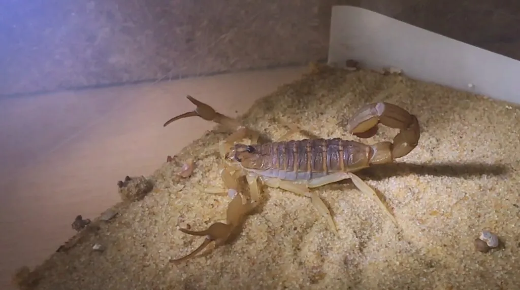 Indian Red Scorpion-most venomous animals