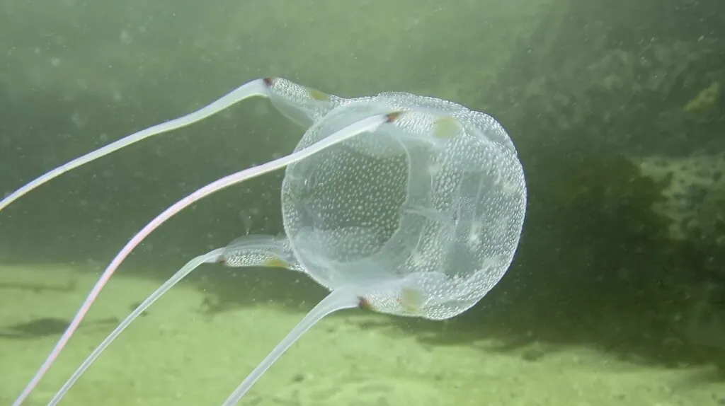 Irukandji Jellyfish-venomous animals on Earth