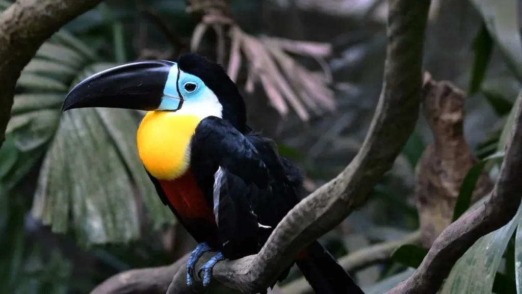 Keel Billed Toucan