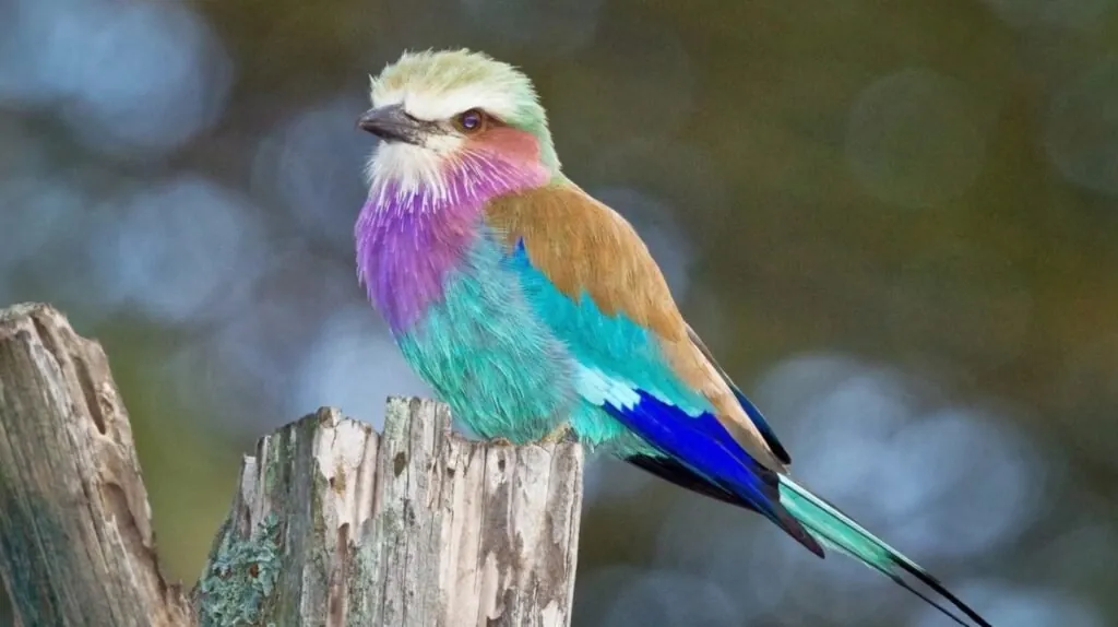 Lilac breasted roller-top 10 beautiful birds in the world