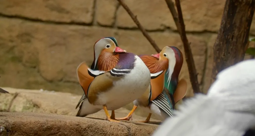 Mandarin duck-top 10 birds in the world