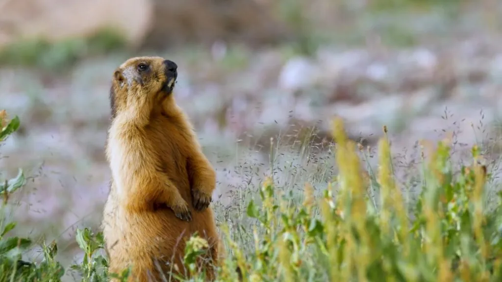 Marmots-Top 10 hibernators