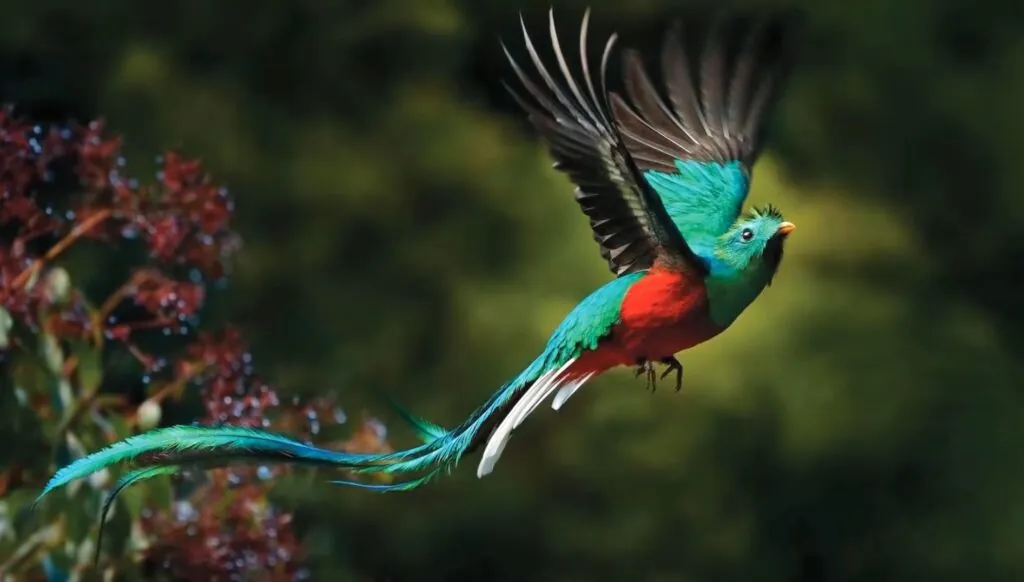 Resplendent quetzal-top 10 birds in the world