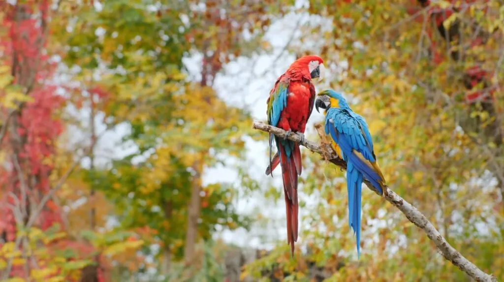 Scarlet macaw-top 10 birds in the world