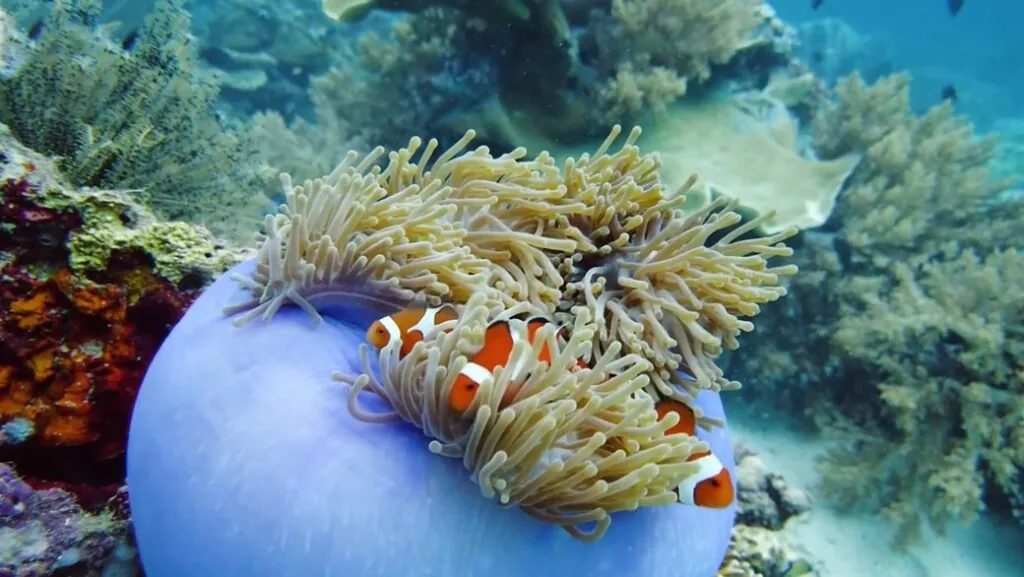 Sea anemones-slowest animals