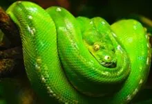 Snakes-10 hibernating animals