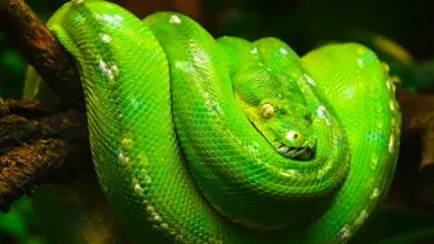 Snakes-10 hibernating animals
