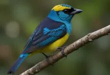 Spangled Tanager