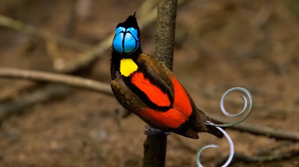 Wilson's bird of paradise- birds in the world