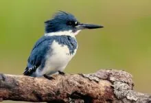 Belted Kingfisher - animals that start with b