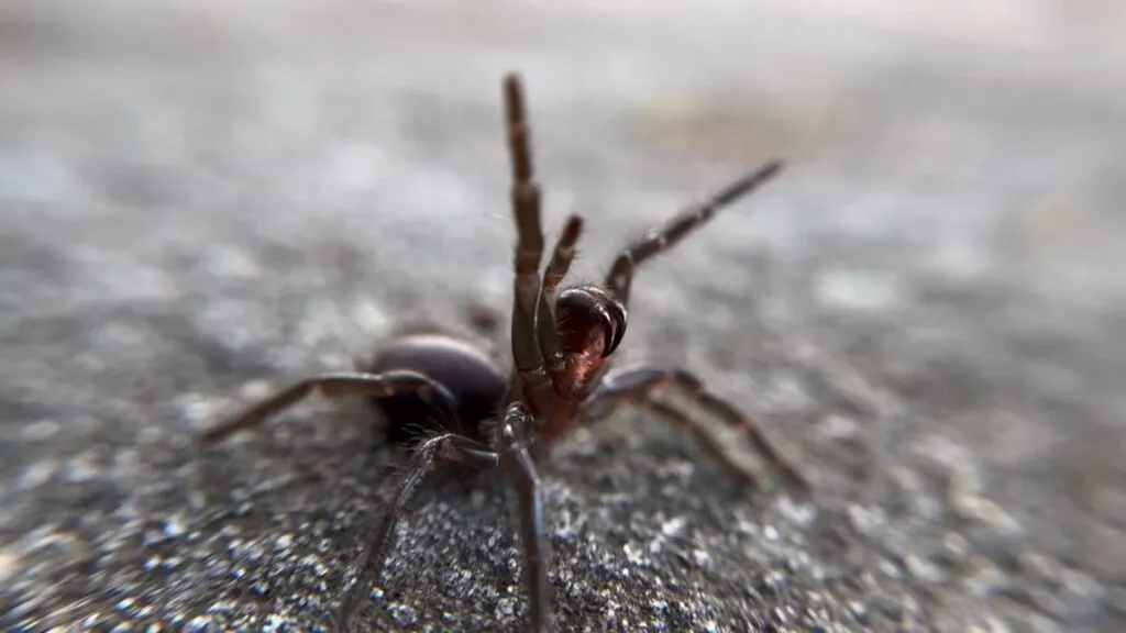 FUNNEL WEB SPIDER